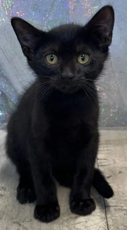 An adult small-sized male Domestic Short Hair cat named Oakley for adoption in Shreveport, LA