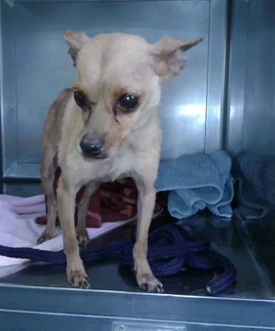 A senior medium-sized male Chihuahua dog named Rocky for adoption in Baldwin Park, CA
