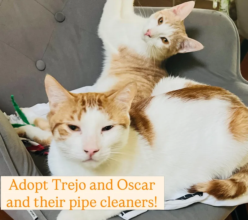 A young medium-sized male Orange / Red American Shorthair cat named Oscar & Trejo for adoption in Los Angeles, CA