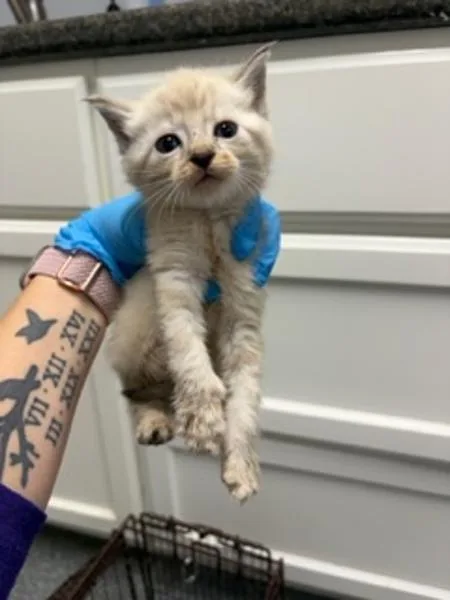 A baby small-sized male Siamese cat named Eeyore for adoption in Morristown, TN