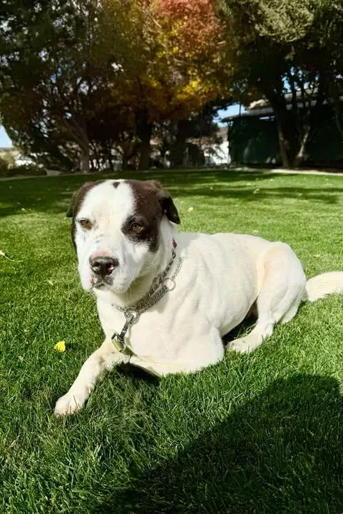 A young large-sized male Black Pit Bull Terrier dog named Palomo for adoption in Gardnerville, NV