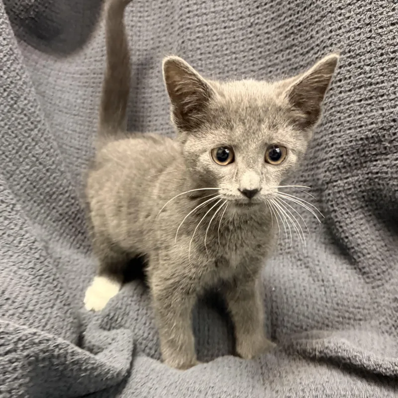 A baby medium-sized female Gray / Blue / Silver Domestic Short Hair cat named Gloria for adoption in Latrobe, PA