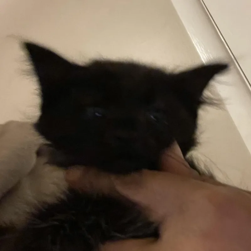 A baby small-sized female Black Domestic Long Hair cat named Jade for adoption in Bel Air, MD