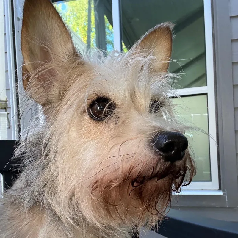 Gracie thumbnail 2