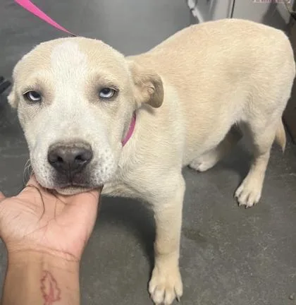 A baby medium-sized female Mixed Breed dog named Mirabel for adoption in Fresno, CA