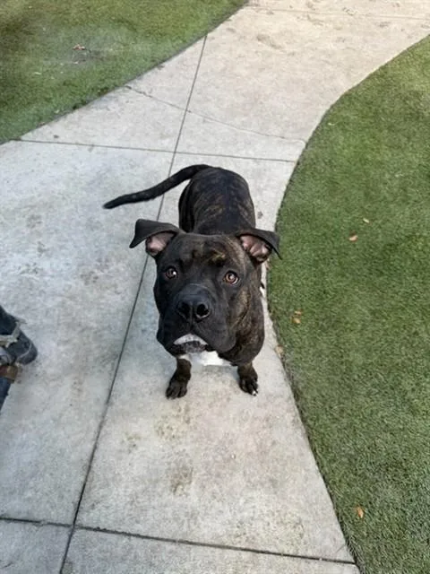 A young large-sized male Presa Canario dog named Yates for adoption in Miami, FL