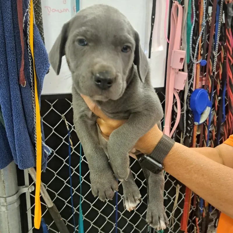 A baby small-sized male Gray / Blue / Silver Pit Bull Terrier dog named Vesuvius for adoption in Buffalo, MN