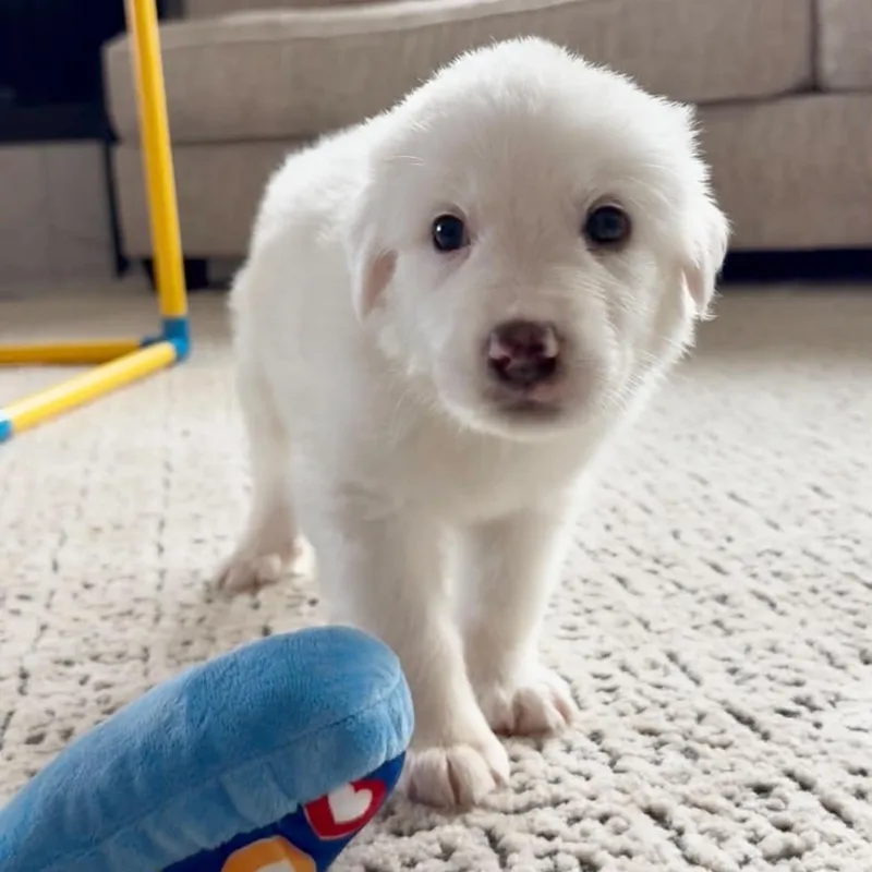 A baby large-sized male White / Cream Shepherd dog named Waffle for adoption in Fort Worth, TX