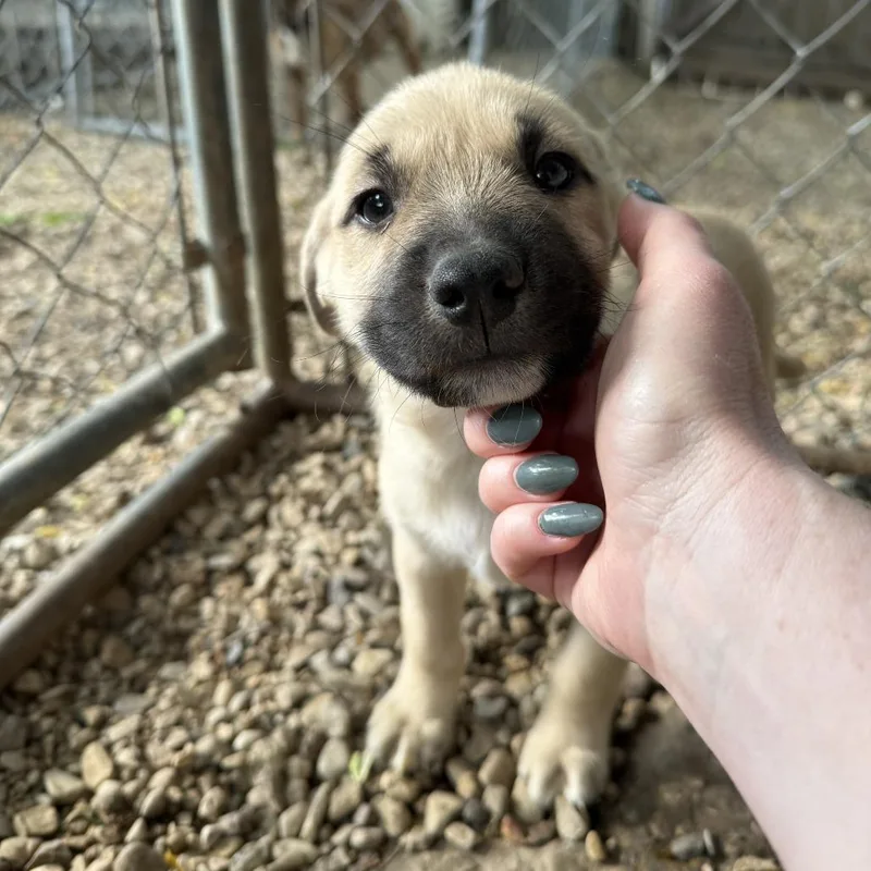A baby small-sized female Yellow / Tan / Blond / Fawn American Staffordshire Terrier dog named Olipop for adoption in Madison, WI