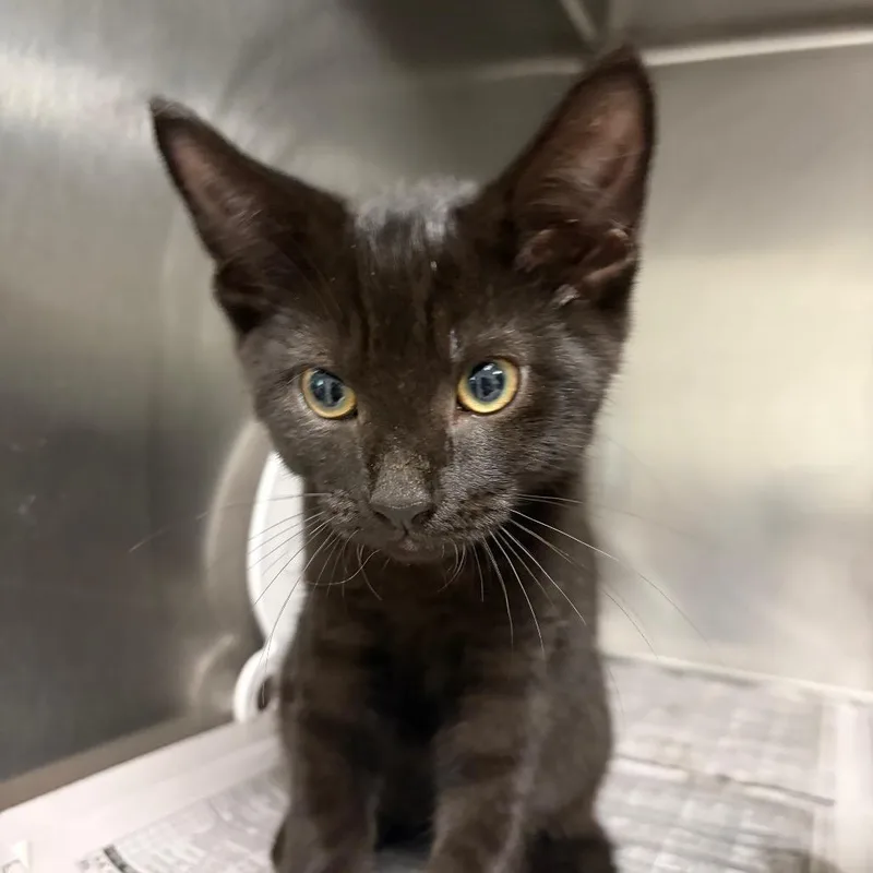 A baby small-sized male Black Domestic Medium Hair cat named Jimmy Johns for adoption in Charleston, WV