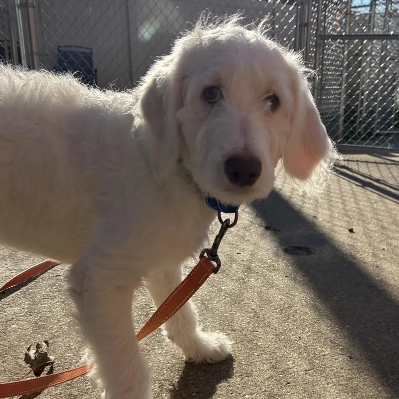 A baby medium-sized male White / Cream Labrador Retriever dog named Apple for adoption in Springfield, MA