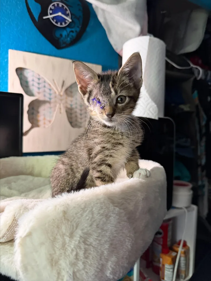 A baby small-sized male Tabby (Buff / Tan / Fawn) Domestic Short Hair cat named Mischief for adoption in Grand Prairie, TX
