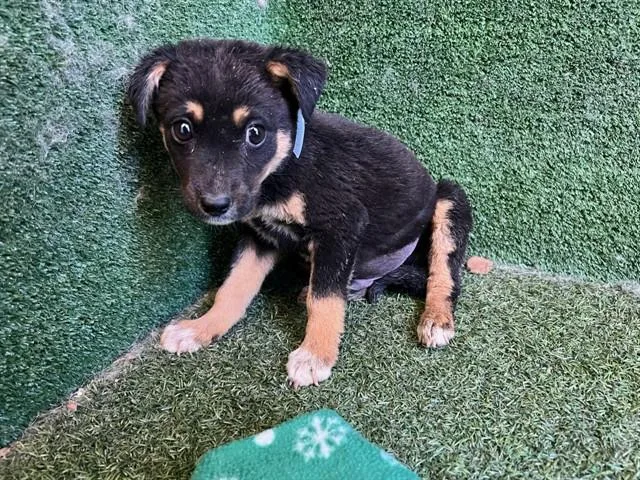 A baby small-sized male German Shepherd Dog dog named Remus for adoption in Lancaster, CA