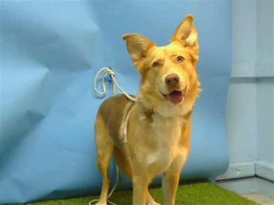An adult large-sized female Siberian Husky dog named Lydia for adoption in Gardena, CA