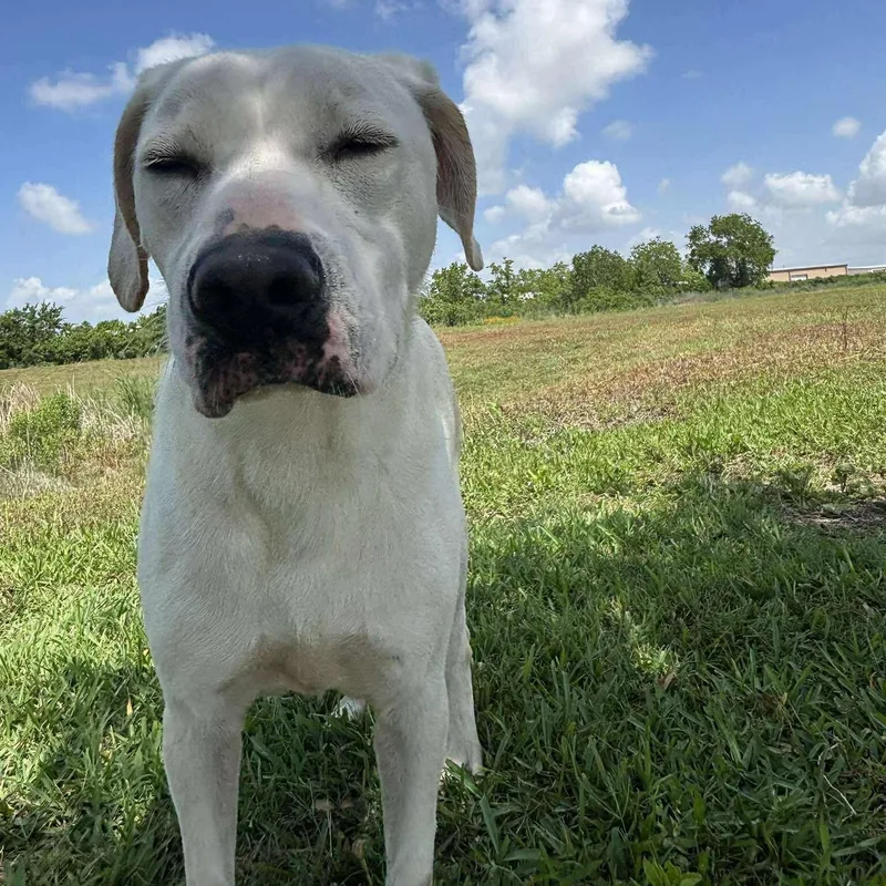 A young medium-sized female Labrador Retriever dog named Darla for adoption in Pearland, TX