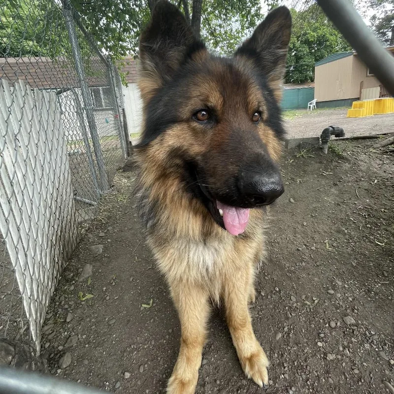 Samson