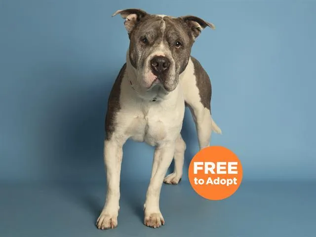 An adult large-sized male Pit Bull Terrier dog named Teo for adoption in Phoenix, AZ