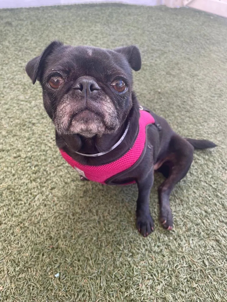 Puggy Pie Special Needs thumbnail 2