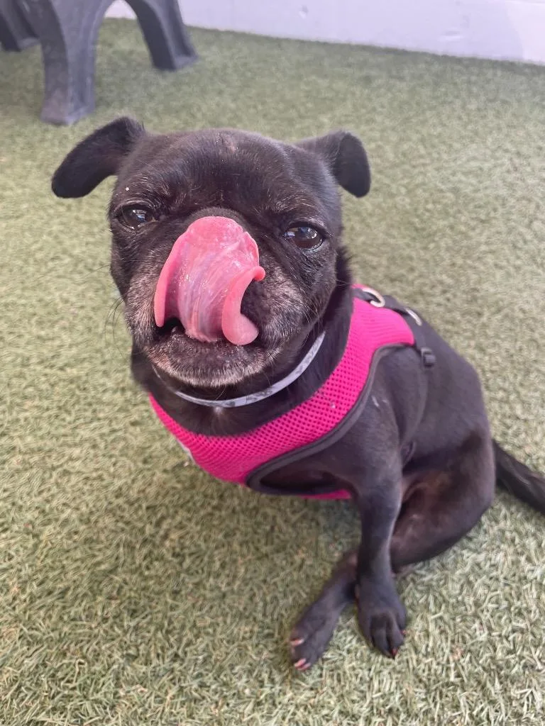 Puggy Pie Special Needs thumbnail 3