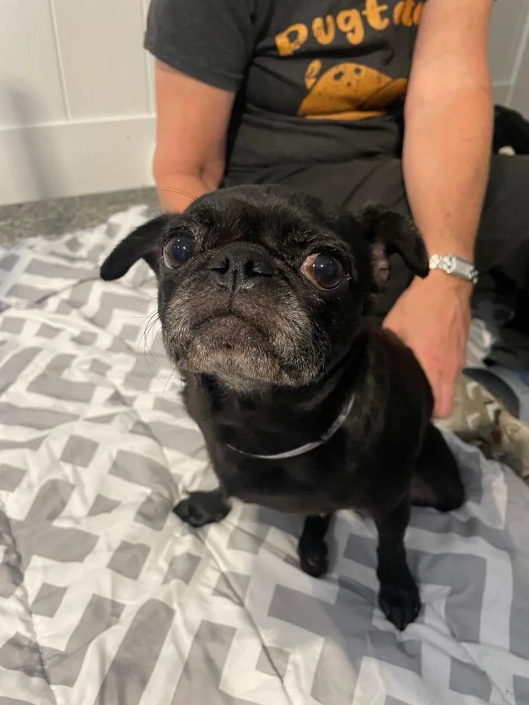 Puggy Pie Special Needs thumbnail 4
