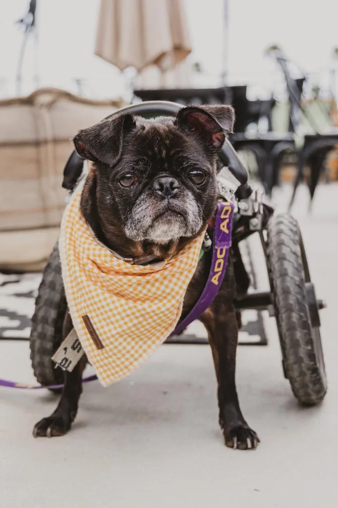 Puggy Pie Special Needs thumbnail 5