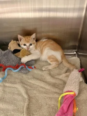 A baby small-sized male Domestic Short Hair cat named Timmy for adoption in San Martin, CA