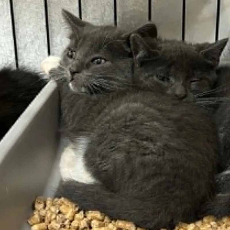 A baby small-sized male Gray / Blue / Silver Domestic Short Hair cat named Timothy for adoption in Pine Mountain, GA