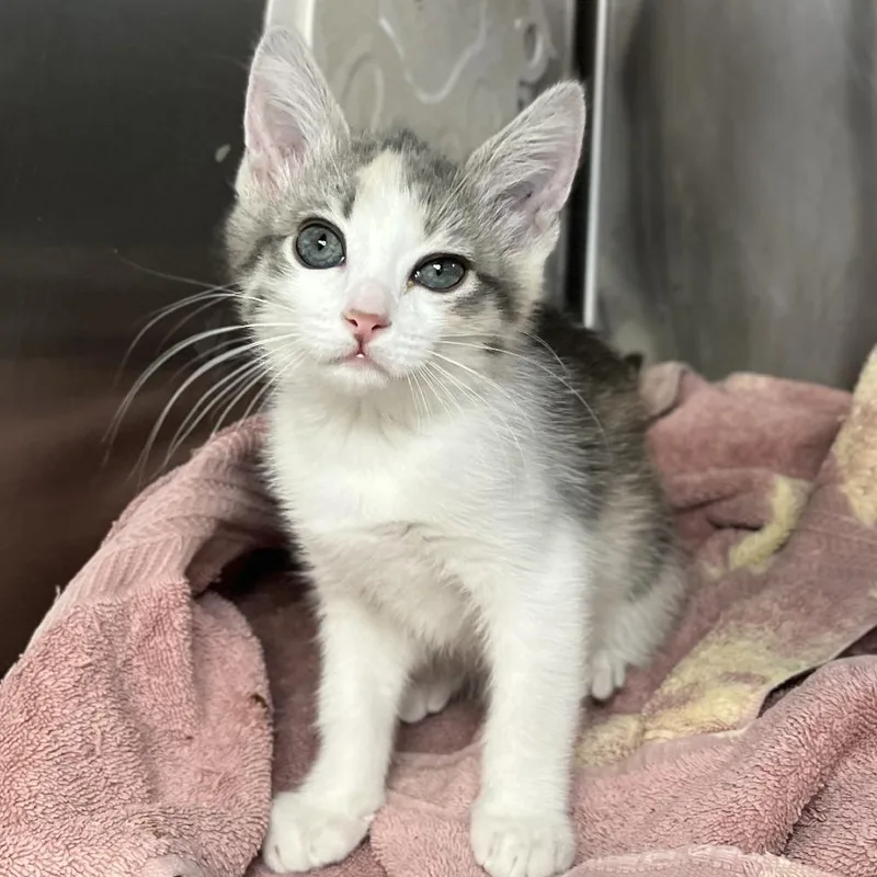 A baby small-sized female Gray / Blue / Silver Domestic Short Hair cat named Capri Sun for adoption in Palm Springs, CA