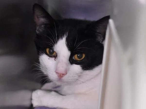 A young medium-sized male Domestic Short Hair cat named Meriadoc for adoption in Portland, OR