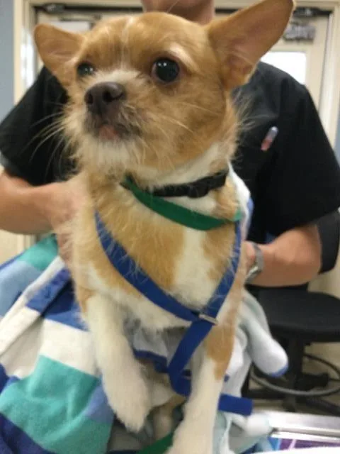 An adult small-sized male Chihuahua dog named Billy for adoption in Riverside, CA