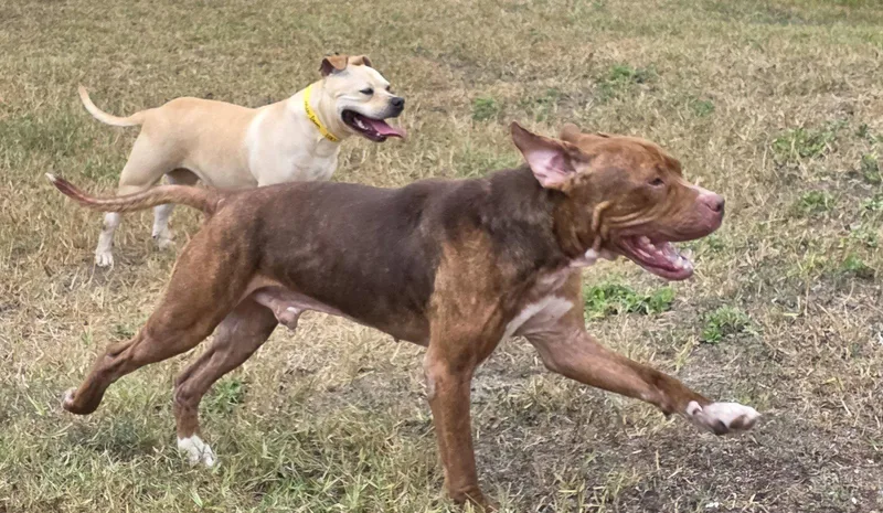 An adult large-sized male Mastiff dog named Lucius fka Shuppo for adoption in Houston, TX