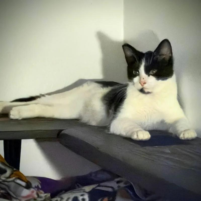 A baby medium-sized female Black & White / Tuxedo Domestic Short Hair cat named Dynamite for adoption in Wilsonville, OR