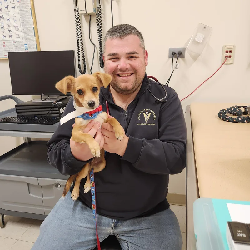 A baby small-sized male Chihuahua dog named Lucky for adoption in Phoenix, AZ