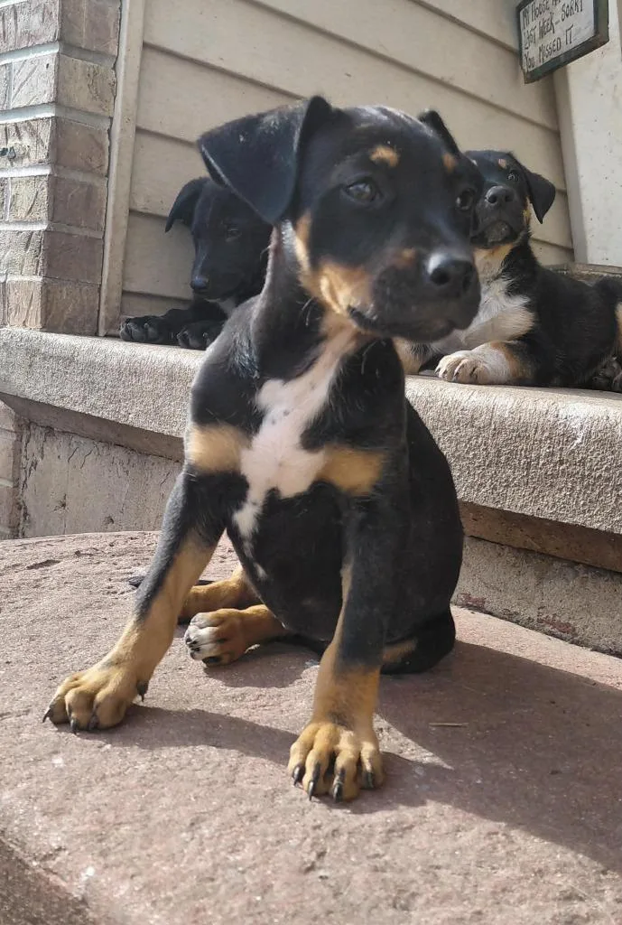 A baby medium-sized female Mixed Breed dog named Messy Tessie for adoption in sun prairie, WI