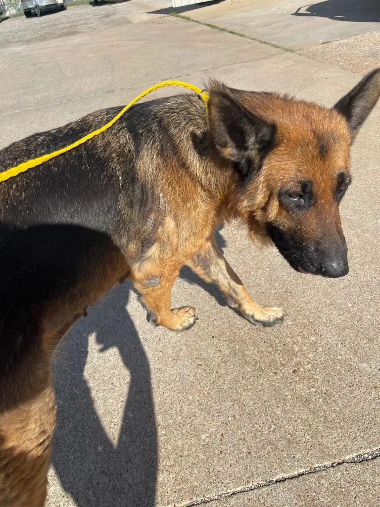 An adult medium-sized female German Shepherd Dog dog named Millie for adoption in Belton, TX