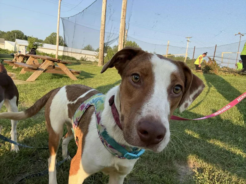 Honeybun thumbnail 3