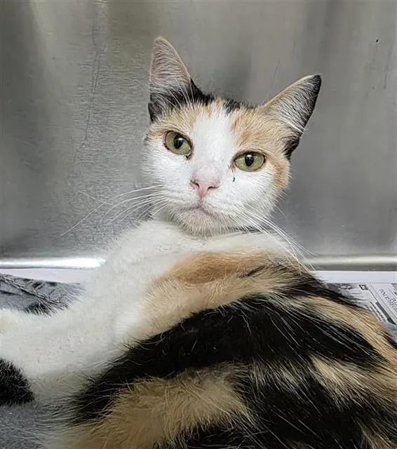 An adult small-sized female Domestic Short Hair cat named Pancake for adoption in San Antonio, TX