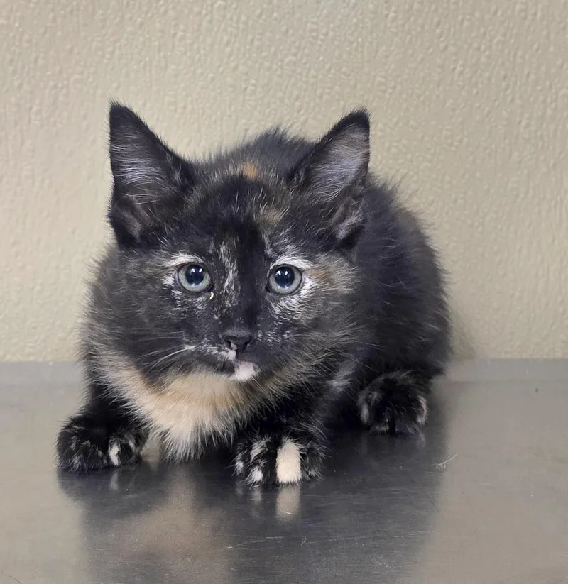 A baby medium-sized female Domestic Short Hair cat named Ali for adoption in Brainerd, MN
