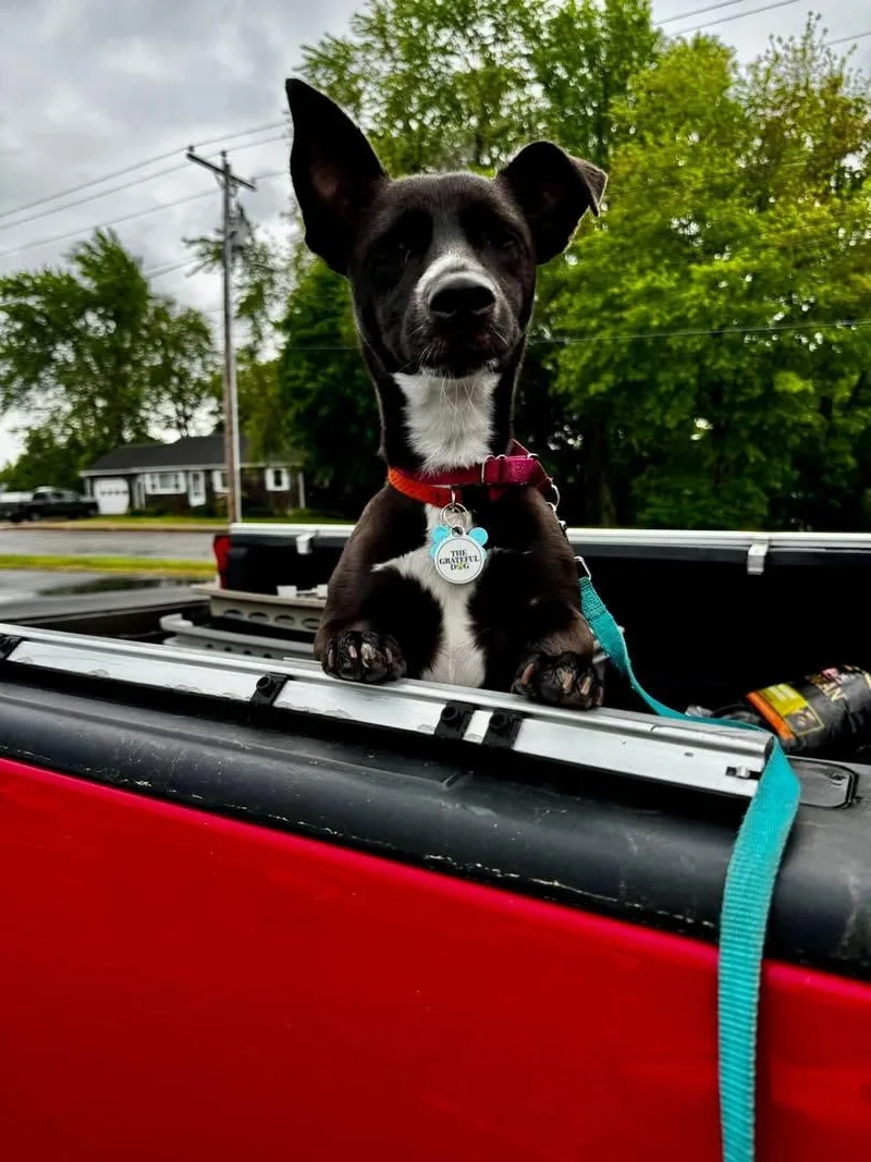 Dutchess thumbnail 3
