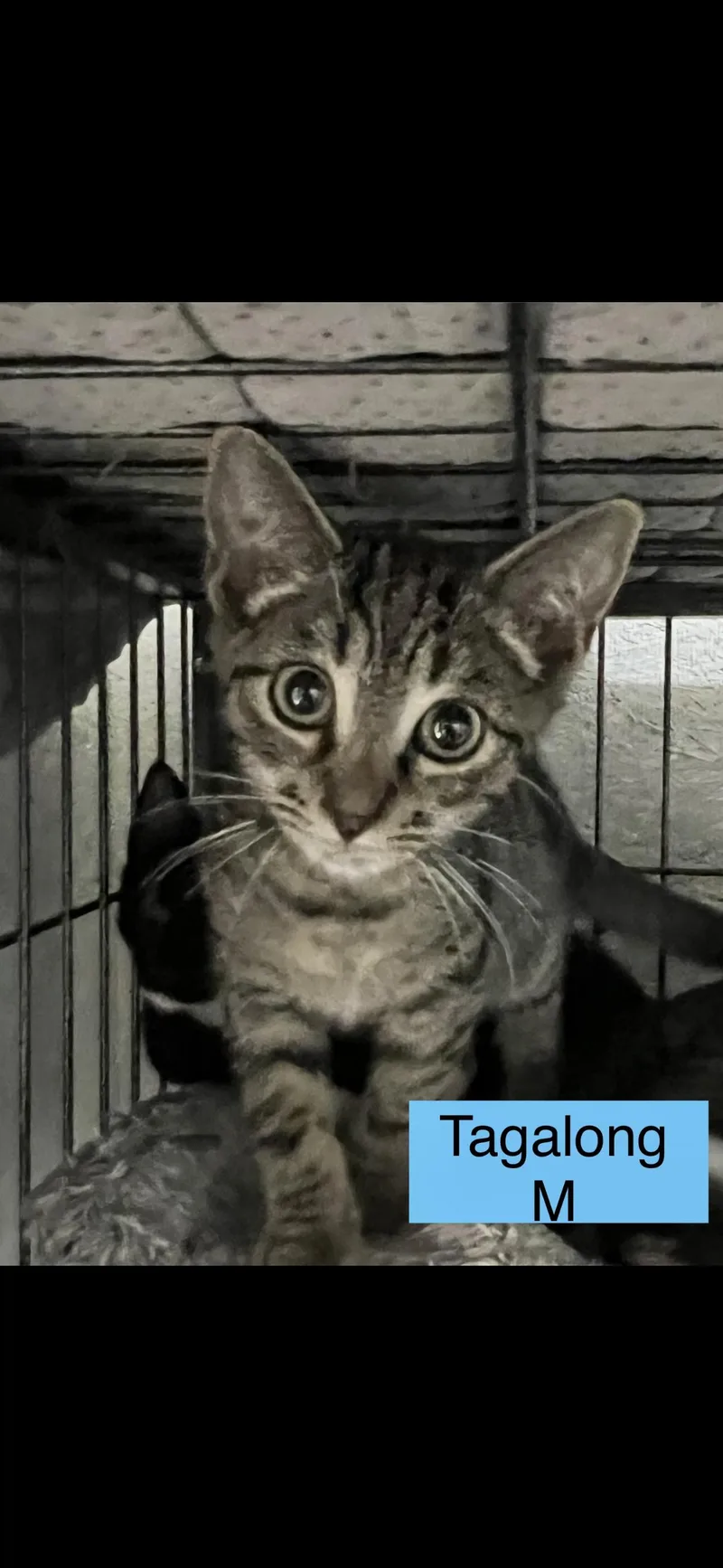 A baby small-sized male Domestic Short Hair cat named Tagalong for adoption in Sneads Ferry, NC