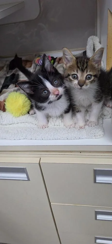 A baby small-sized female Brown / Chocolate Domestic Short Hair cat named Dee Dee for adoption in Youngsville, NC