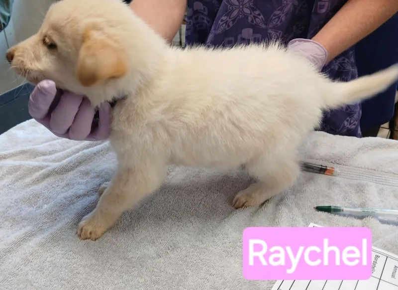 A baby small-sized female Australian Cattle Dog / Blue Heeler dog named Raychel for adoption in Mena, AR