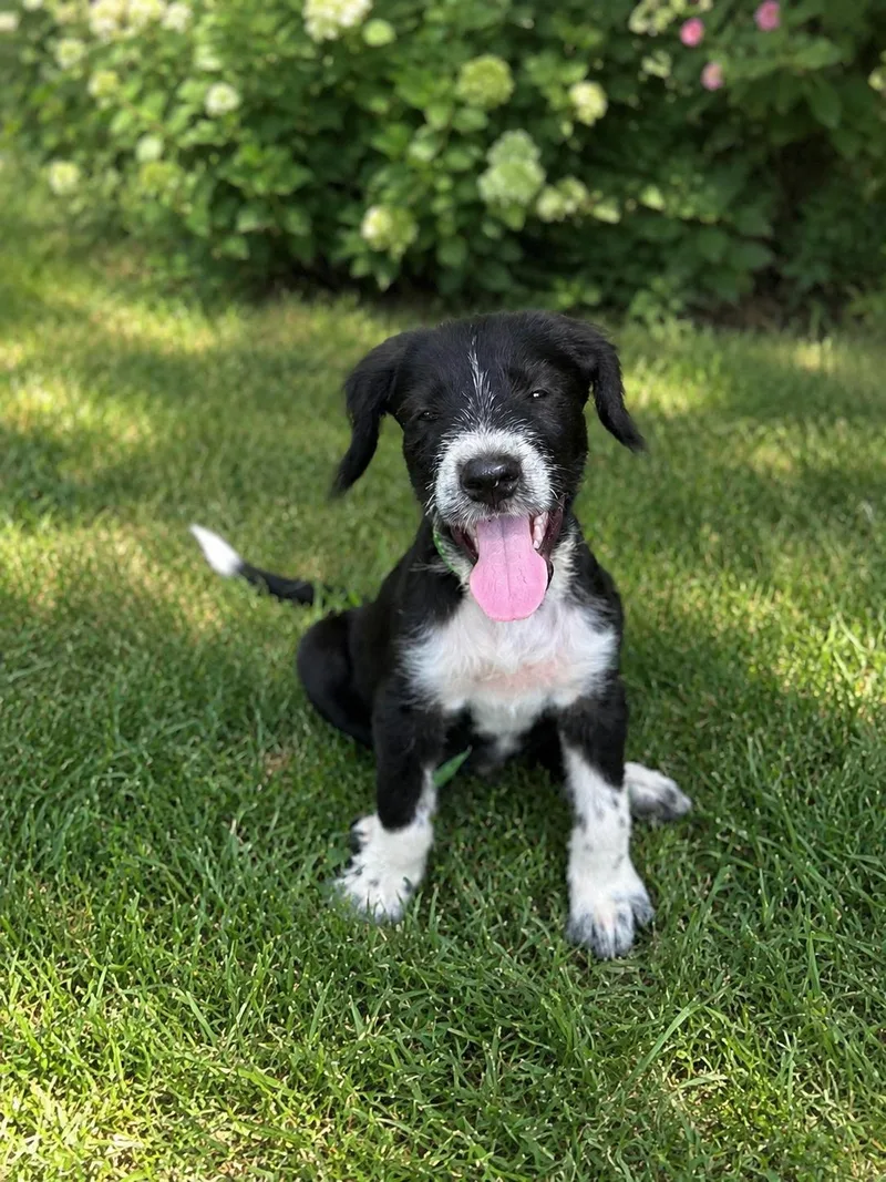 A baby medium-sized male Black Labrador Retriever dog named Dumbledore for adoption in Pleasant Valley, NY