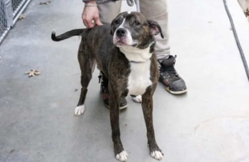 An adult large-sized male Brindle Mixed Breed dog named Peppercorn for adoption in Terre Haute, IN