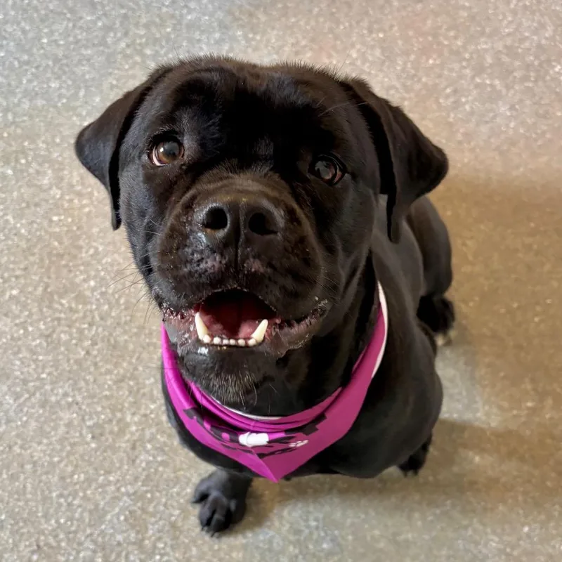 An adult large-sized female Black Mastiff dog named Queen for adoption in Metamora, MI