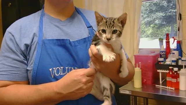 A baby medium-sized male Domestic Short Hair cat named Chaos for adoption in Cookeville, TN
