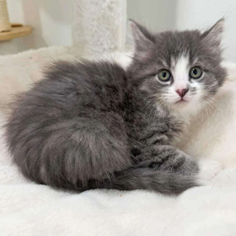 A baby small-sized female Gray / Blue / Silver Domestic Long Hair cat named Tippy for adoption in Rochester, MN