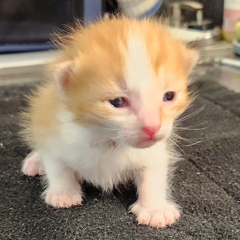 A baby small-sized male Orange / Red Domestic Long Hair cat named Anthony for adoption in Brighton, MO