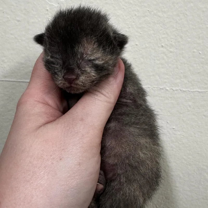 A baby small-sized female Tortoiseshell Domestic Short Hair cat named Till for adoption in Warrensburg, MO