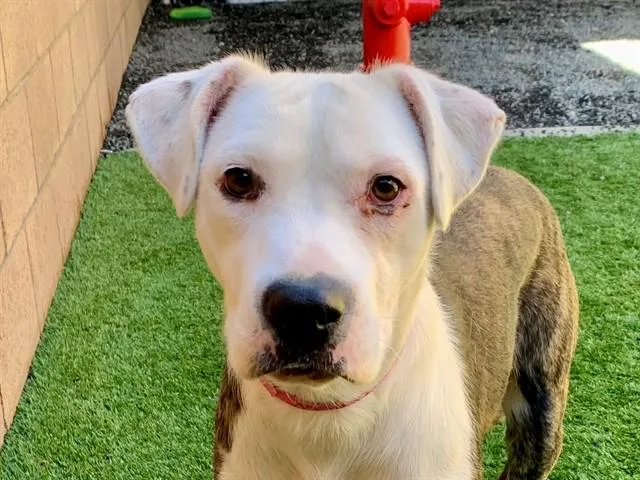A young medium-sized female Pit Bull Terrier dog named SAVE ME PLEASE Zelda for adoption in San Marcos, CA